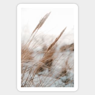 Beach grass in the winter, snow in background Sticker